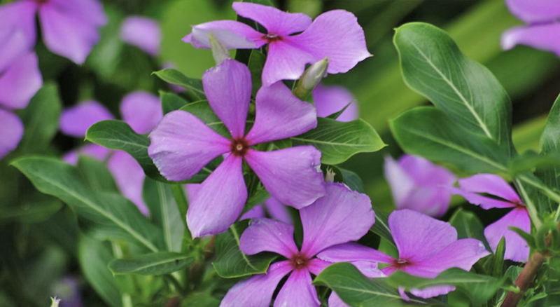 kelione i madagaskara